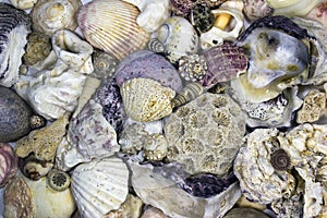 Sea shells and shellfishes background photo