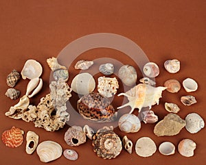 Sea shells and shellfishes on brown table photo