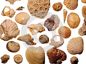 Sea shells and shellfishes photo