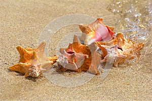 Sea shells on the shore