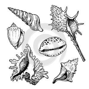 Sea shells sketch set. Hand drawn vector drawing of different types sea and ocean shells. Vector illustrations collection isolated