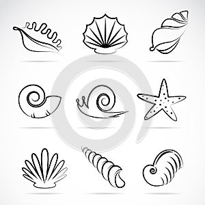 Sea shells and snail