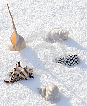 Sea shells on the snow