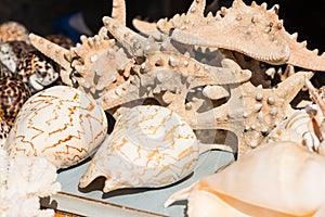 Sea Shells Souvenirs