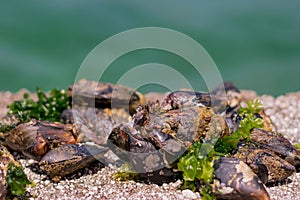 Barnacles and mussels on ÃÂ° rock