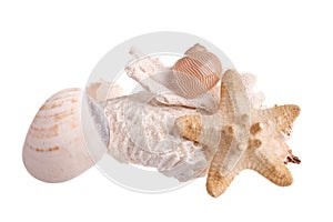 Sea shells, star fish, coral