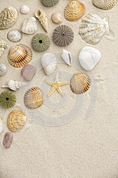 Sea shells and star fish