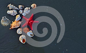 Sea shells and star fish on the sea pebbles