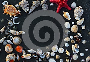 Sea shells and star fish on the sea pebbles in summer