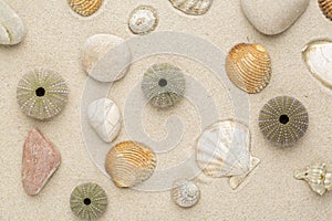 Sea shells and star fish