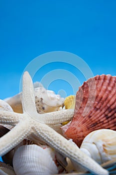 Sea shells and starfish