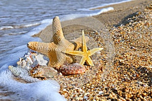 Sea shells and starfish.