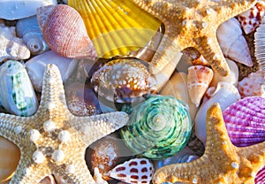 Sea shells and starfish beach