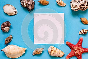 Sea shells and starfish on light blue background with copy space. summer holiday and vacation concept