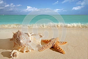 Sea shells starfish sand turquoise caribbean