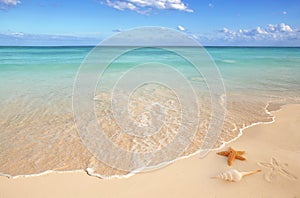 Sea shells starfish sand turquoise caribbean photo