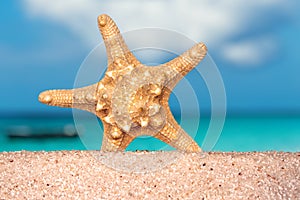 Sea shells starfish on tropical sand turquoise caribbean summer vacation travel