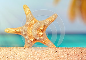 Sea shells starfish on tropical sand turquoise caribbean summer vacation travel