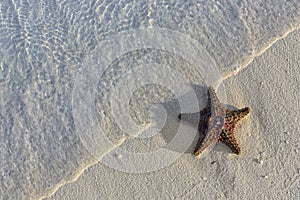 Sea shells starfish on tropical sand turquoise caribbean summer vacation travel icon