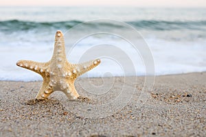 Sea shell starfish on tropical sand turquoise caribbean summer vacation
