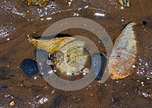 Sea shells, stones and barnacles on wet beach sand