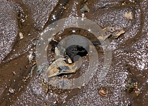 Sea shells and stones on wet beach sand