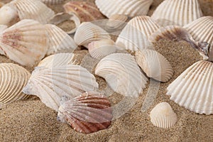 Sea shells on a sunny beach