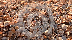 Sea shells on sunny sand beach. Closeup macro nature