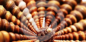 Sea shells symmetry