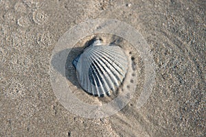Sea Shells of the Texas Coast