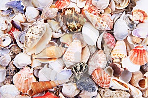 sea shells texture