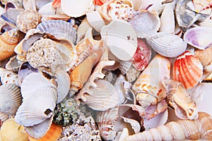 sea shells texture