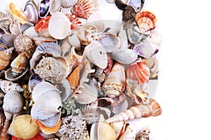 sea shells texture