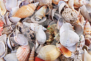 sea shells texture