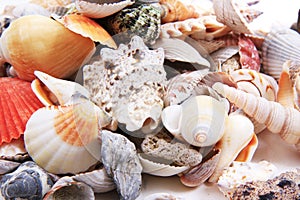 sea shells texture