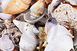 sea shells texture