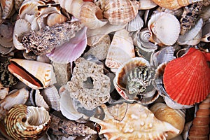 sea shells texture