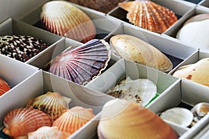 sea shells texture