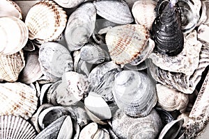 sea shells texture