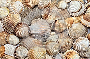 Sea shells textures