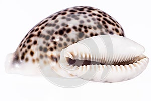 Sea shells of tiger cowry isolated on white background.