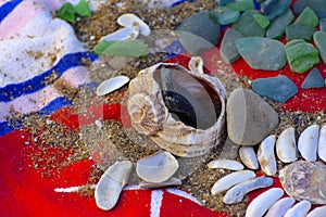 Sea shells - a variety of sea shells from the beach. Shells, sea