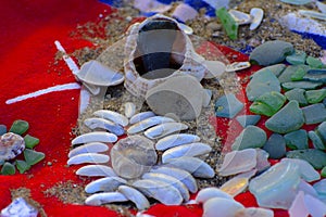 Sea shells - a variety of sea shells from the beach. Shells, sea