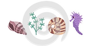 Sea shells vector set, mollusks, algae, seahorse. Flat illustration of various seashells on white background. Collection for