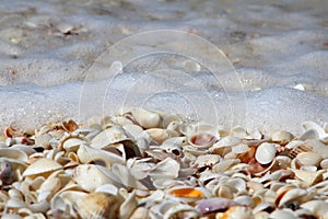 Sea Shells And Water