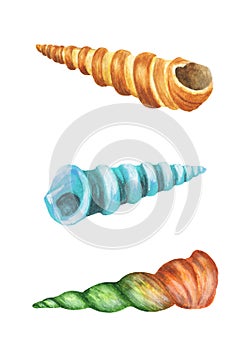 Sea shells. Watercolor illustration
