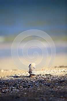 Sea shells they were arranged on beach