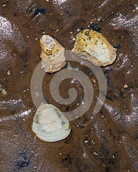 Sea shells on wet beach sand