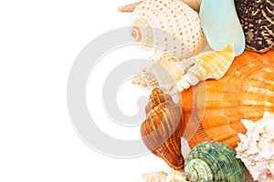 Sea shells on a white background