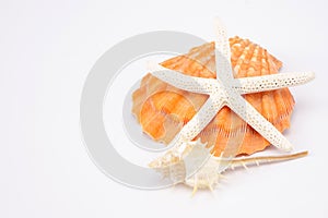 Sea shells on a white background